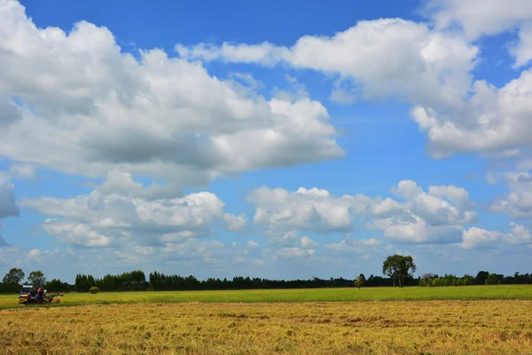 稻田天空和树 — 图库照片