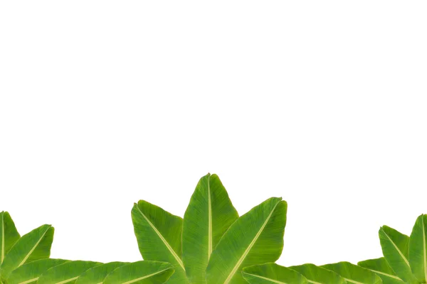 Yaprak yeşil muz arka plan — Stok fotoğraf