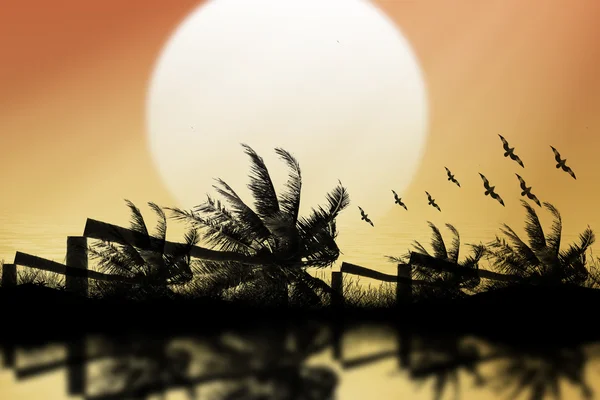 椰子树剪影背景日落在海上. — 图库照片