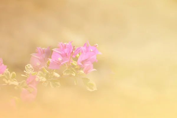 Background gradient bougainvillea flowers,Vintage style — Stock Photo, Image