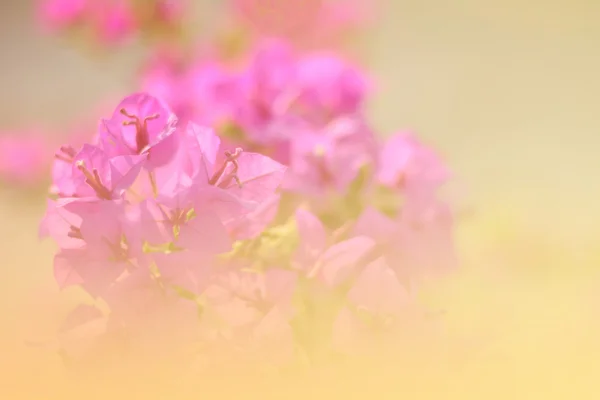 Tle kwiatów bugenwilli gradientu, styl Vintage — Zdjęcie stockowe