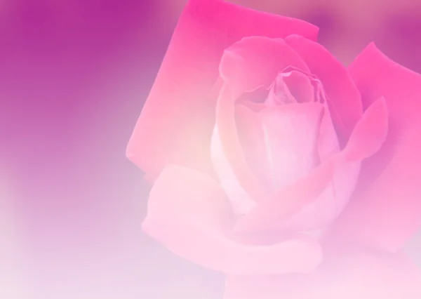 Фон-градиентная роза — стоковое фото