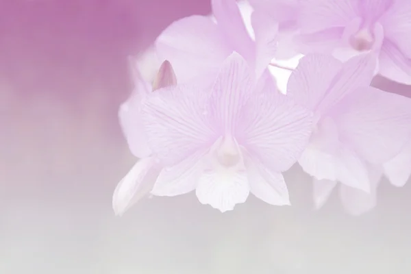 Orchidea gradiente di sfondo — Foto Stock