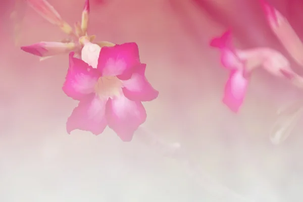 Background gradient azalea flowers — Stock Photo, Image