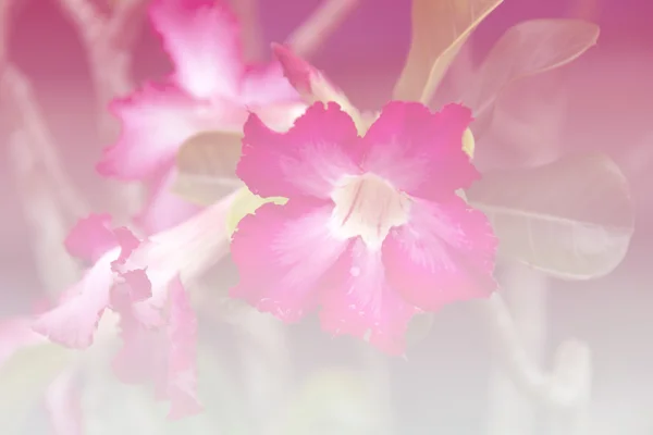 Background gradient azalea flowers — Stock Photo, Image