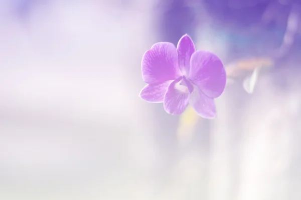 Предыстория: орхидеи в стиле винтаж — стоковое фото