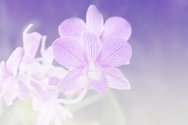 Orquídea de gradiente de fondo.Estilo Vintage —  Fotos de Stock