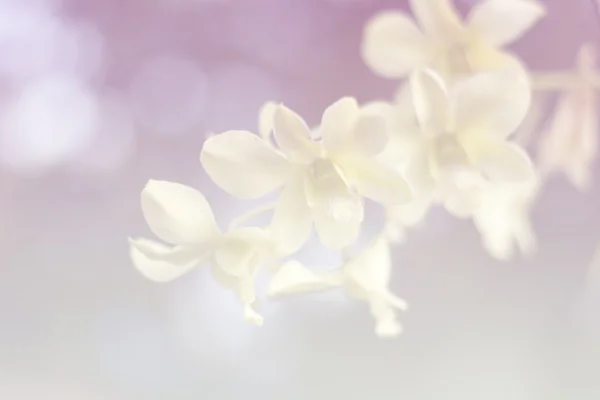 Background gradient orchid.Vintage Style — Stock Photo, Image