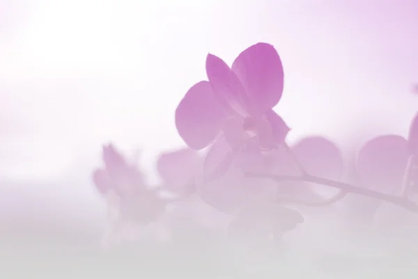 Background gradient orchid.Vintage Style — Stock Photo, Image