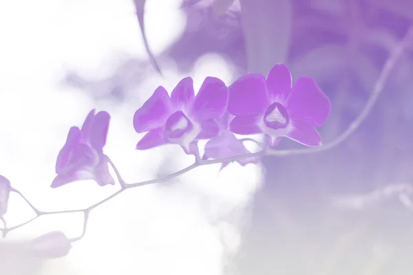 Background gradient orchid.Vintage Style — Stock Photo, Image