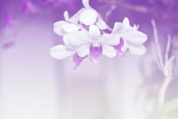 Hintergrund Gradient Orchidee.vintage Stil — Stockfoto