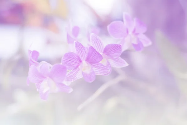 Background gradient orchid.Vintage Style — Stock Photo, Image