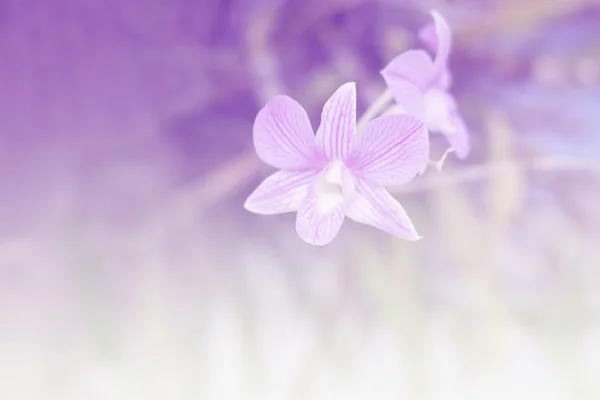 Background gradient orchid.Vintage Style — Stock Photo, Image