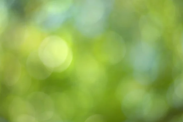 Levél bokeh háttér életlenítés — Stock Fotó