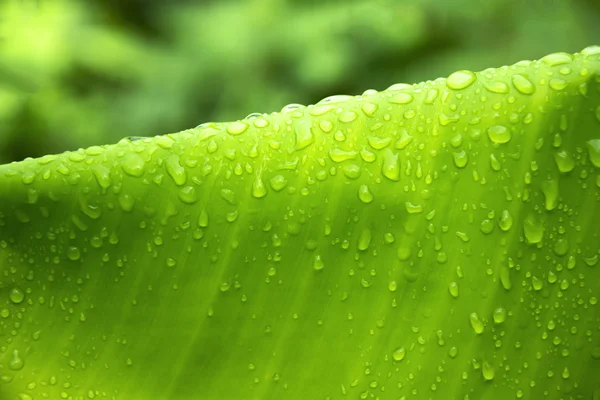 Gota de chuva na folha de banana — Fotografia de Stock