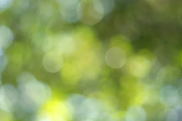 Oskärpa Leaf bokeh bakgrund — Stockfoto