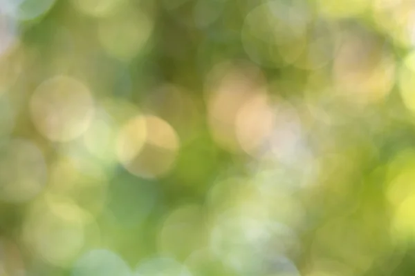 Unschärfe Blatt Bokeh Hintergrund — Stockfoto