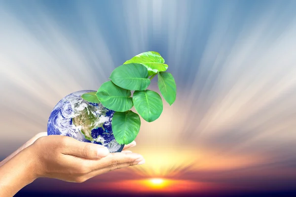 Szeretjük a világ, az ötletek, a világ és a fa a természet háttér emberi kéz. Ez a kép a Nasa berendezett elemei. — Stock Fotó