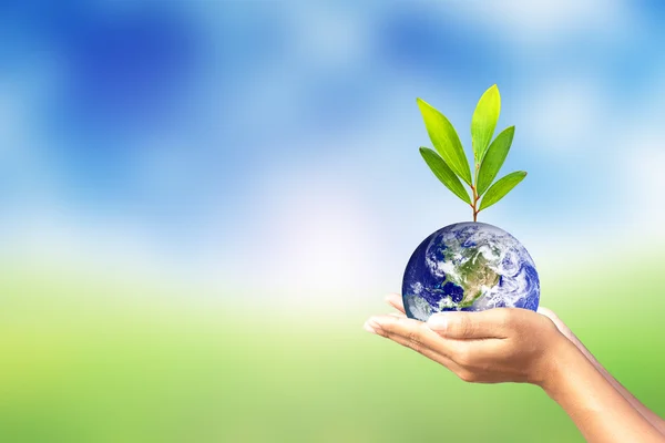 We love the world of ideas,World and tree in human hand on nature background. Elements of this image furnished by NASA. — Stock Photo, Image