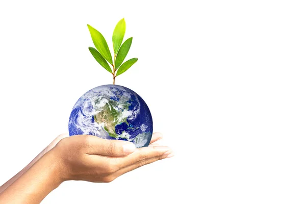 Stock Photo: We love the world of ideas,World and tree in human hand. Elements of this image furnished by NASA. — Stock Photo, Image