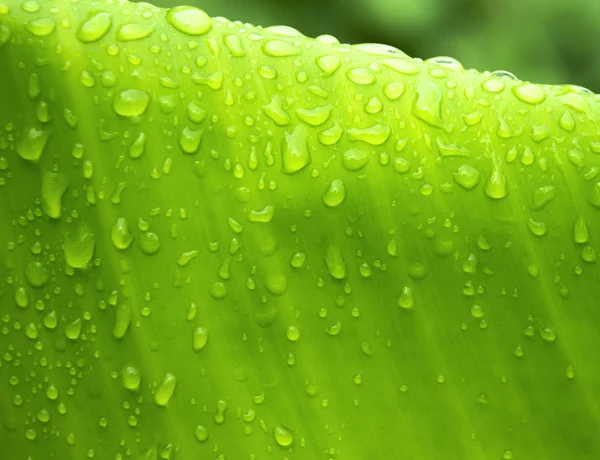 Raindrop on banana leaf — Stock Photo, Image