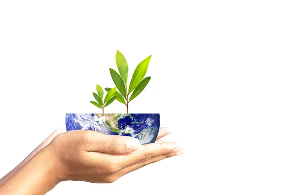 We love the world of ideas,World and tree in human hand. Elements of this image furnished by NASA. — Stock Photo, Image