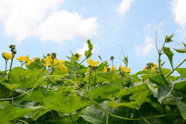 Blätter und Luffa-Blüten — Stockfoto