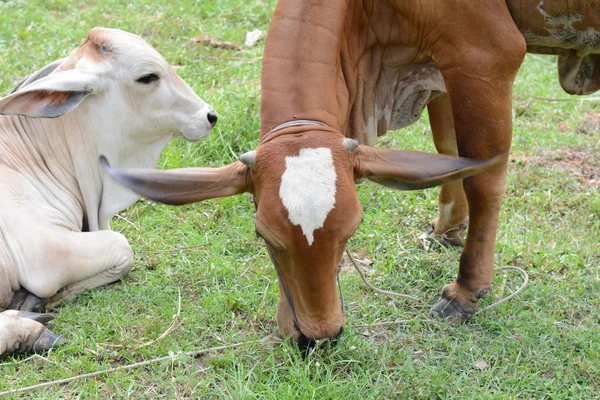 Curioso mucca mangiare erba al campo . — Foto Stock