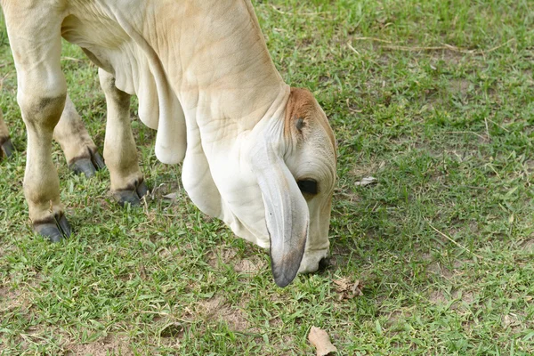 Curioso mucca mangiare erba al campo . — Foto Stock