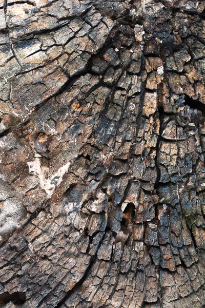Viharvert fa régi háttér — Stock Fotó