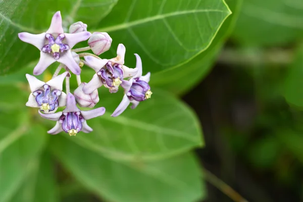 Kronenblume, Riesenindianer — Stockfoto