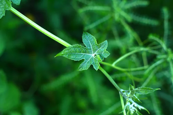 Daun hijau latar — Stok Foto