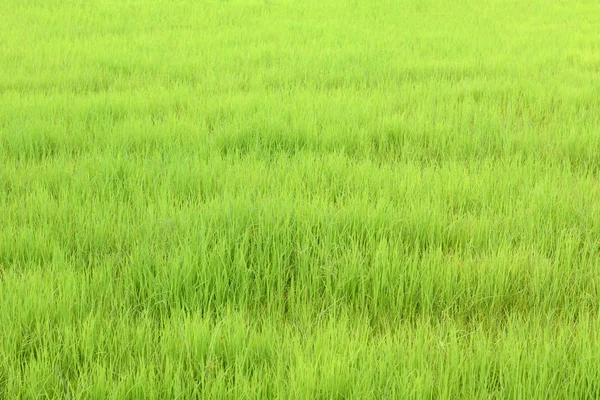 Arroz verde — Fotografia de Stock