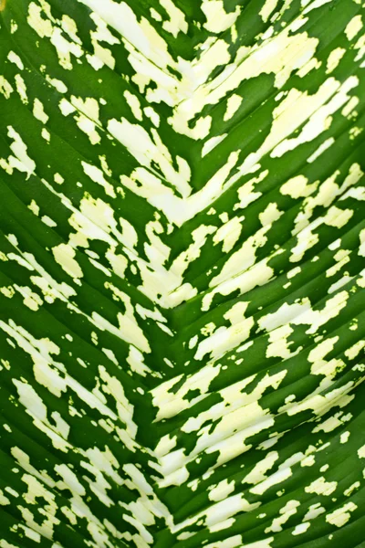 Sfondo foglie verdi — Foto Stock
