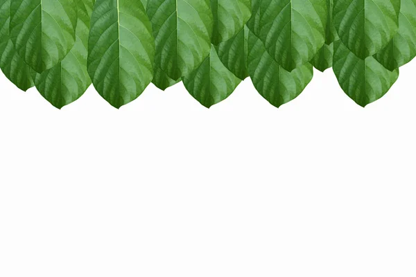 배경 녹색 잎 — 스톡 사진