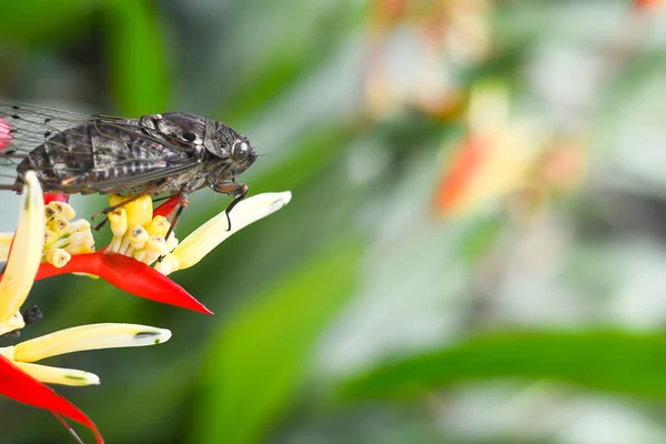 Heliconia latispatha — Stockfoto