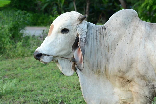 Curioso mucca mangiare erba al campo . — Foto Stock