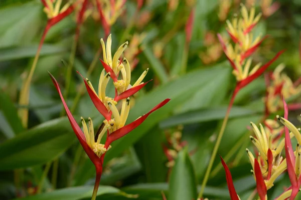 Heliconia latispatha — Fotografia de Stock