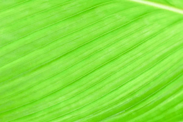 Fondo hojas verdes — Foto de Stock