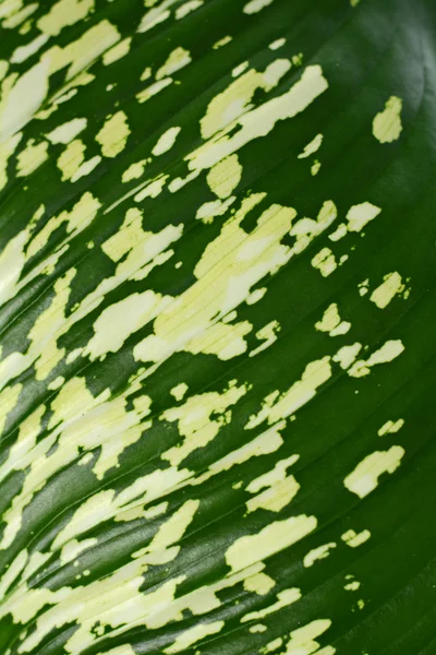 Sfondo foglie verdi — Foto Stock