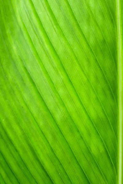 Background green leaves Stock Image