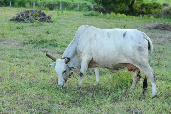 Neugierige Kuh frisst Gras auf dem Feld. — Stockfoto