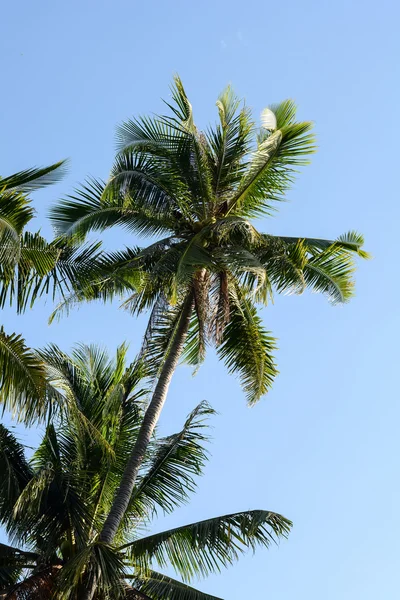 Cocos en el cielo azul — Foto de Stock