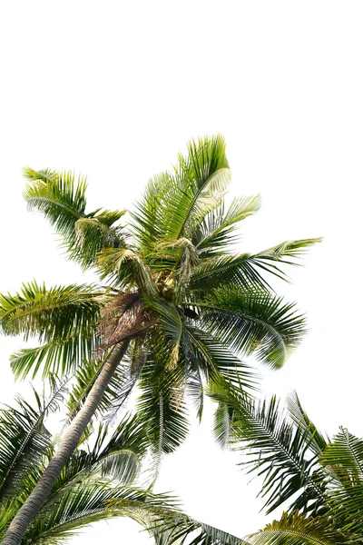 Árbol de coco aislado sobre fondo blanco —  Fotos de Stock