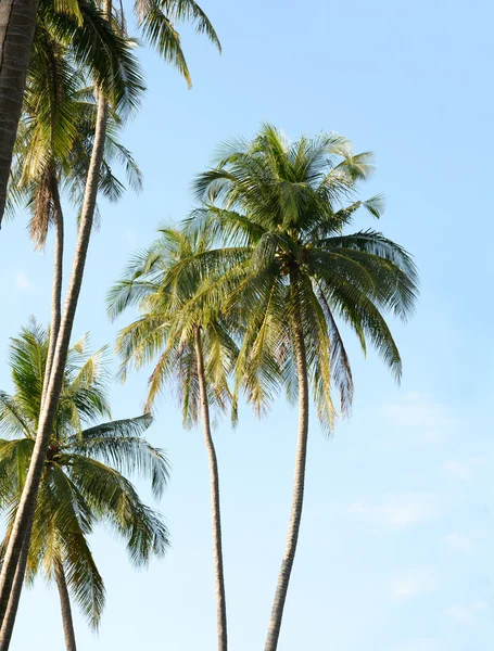 Cocos en el cielo azul —  Fotos de Stock