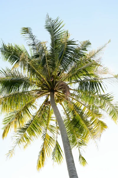 Cocos en el cielo azul —  Fotos de Stock