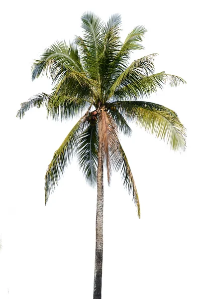 Árbol de coco aislado sobre fondo blanco —  Fotos de Stock