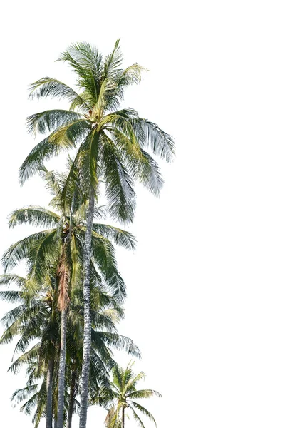 Árbol de coco aislado sobre fondo blanco —  Fotos de Stock