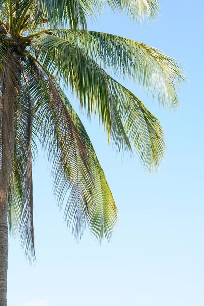 Cocos en el cielo azul —  Fotos de Stock