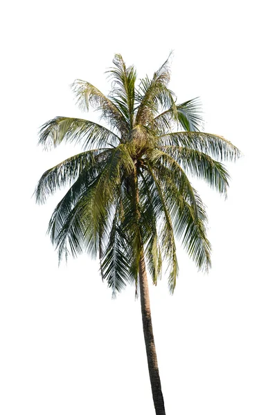 Árbol de coco aislado sobre fondo blanco —  Fotos de Stock